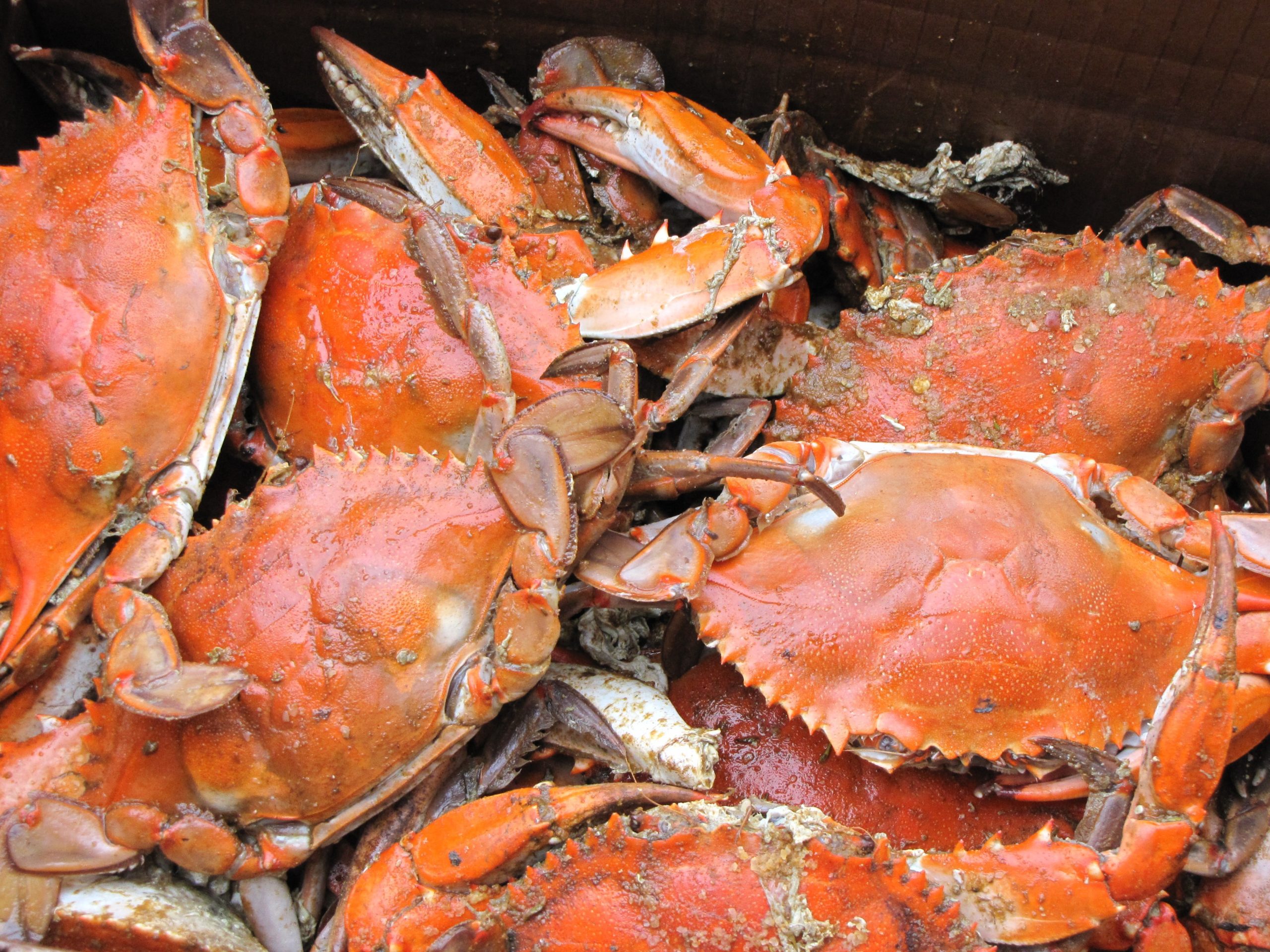 are-you-hanging-out-in-the-crab-bucket-the-pbt-institute