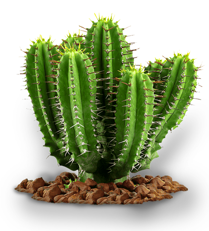 Cactus Healed or hardened quiz cactus