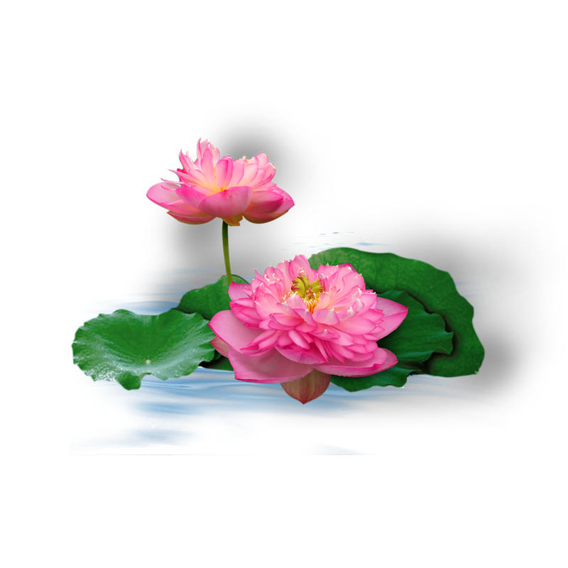 Healed or hardened quiz lotus